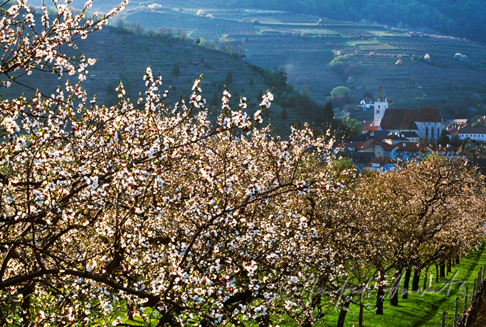 blühende Marillenbäume und Donau