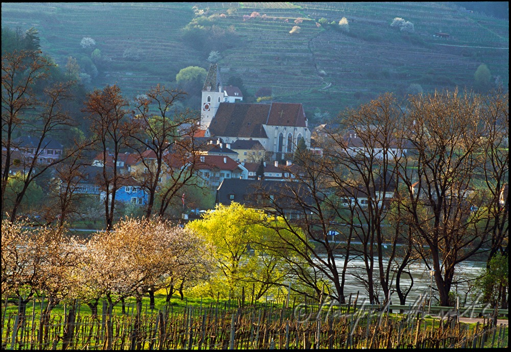 blühende Marillenbäume im Weingarten