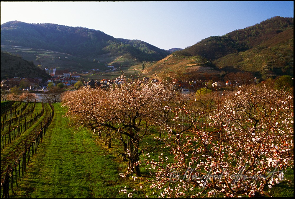 blühende Marillenbäume im Weingarten