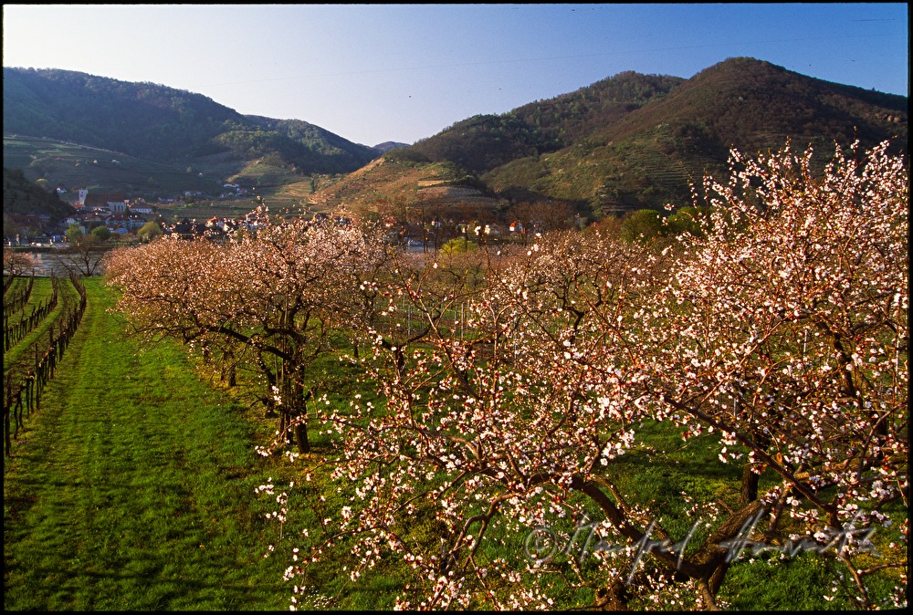 blühende Marillenbäume und Donau