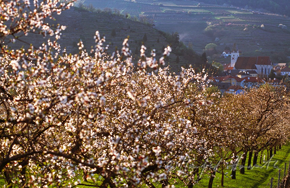 blühende Marillenbäume und Donau