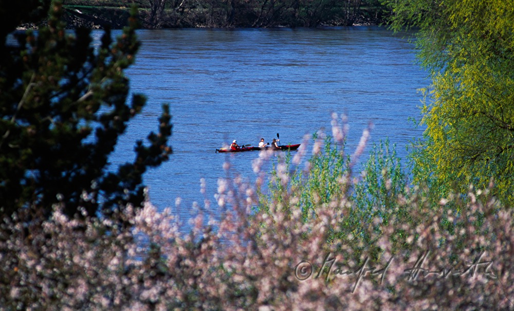 Kajaks und blühende Marillenbäume