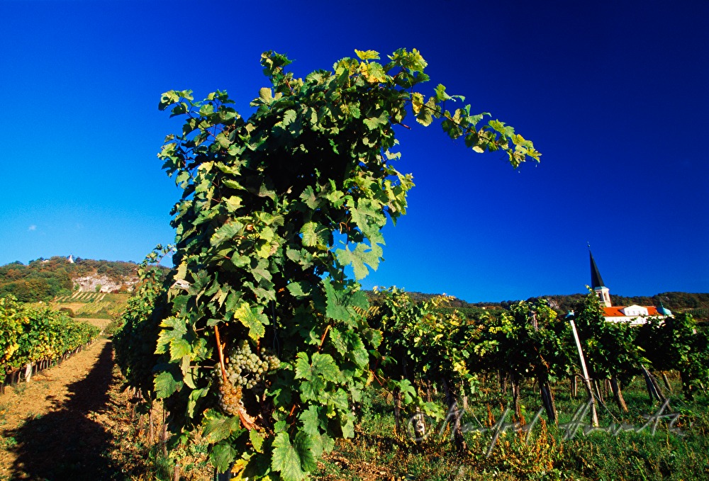 Schloss Gumpoldskirchen und Weinberge