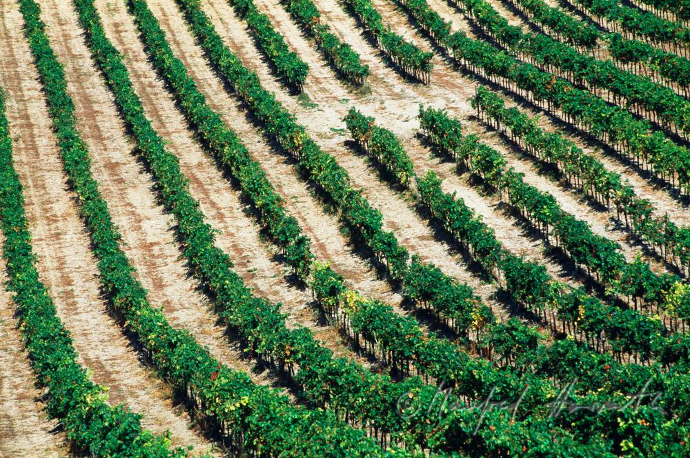 Weinzeilen am Anninger