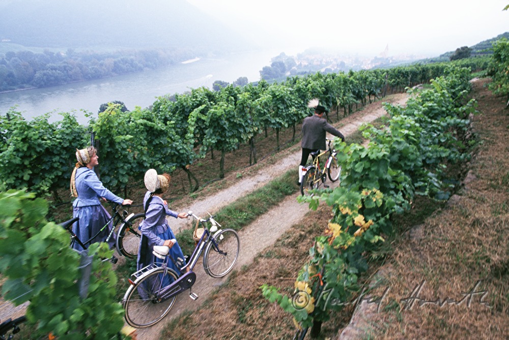 Radfahrer in Tracht im Weinberg