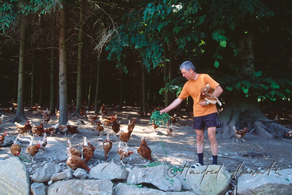 Hühnerzüchter mit Wildhühnern im Gehege