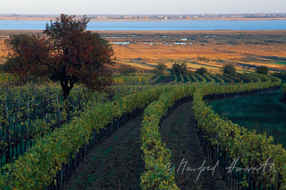 Weinberge am Rusterberg