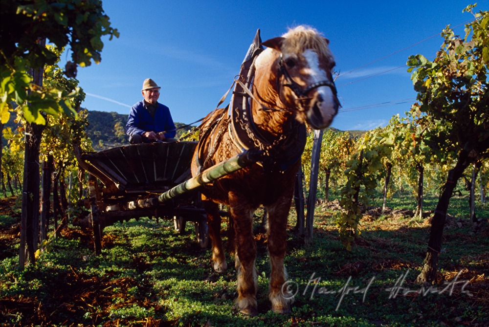 Weinbauer mit Leiterwagen im Weingarten