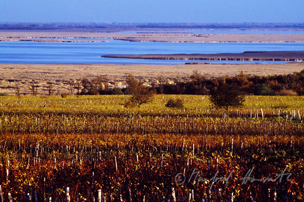 Weinberge am Rusterberg