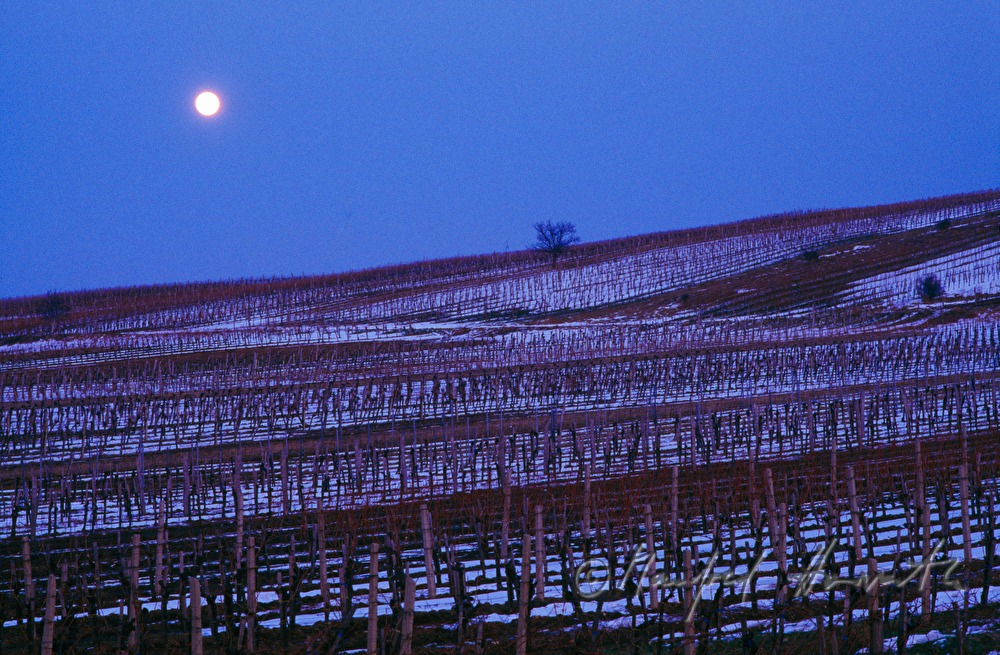Vollmond über Weinberg bei Jois