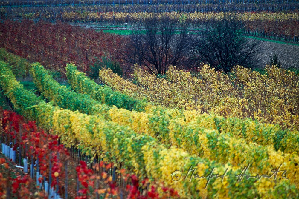 Weinberge bei Kleinhöflein