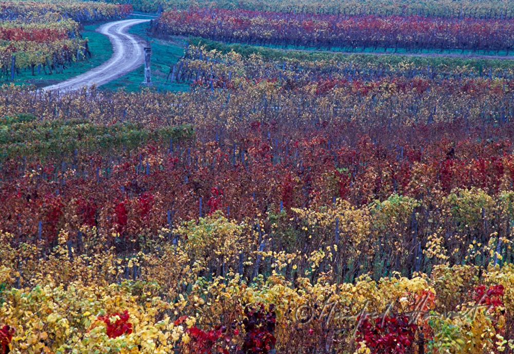 Weinberge bei Kleinhöflein