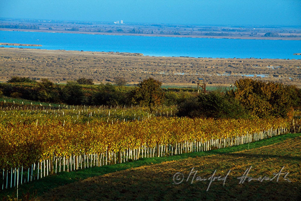 Weinberge am Rusterberg