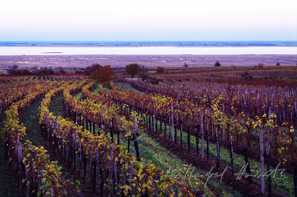 Weinberge am Rusterberg