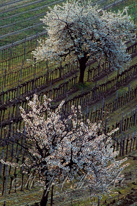 blühende Kirschbäume im Weingarten