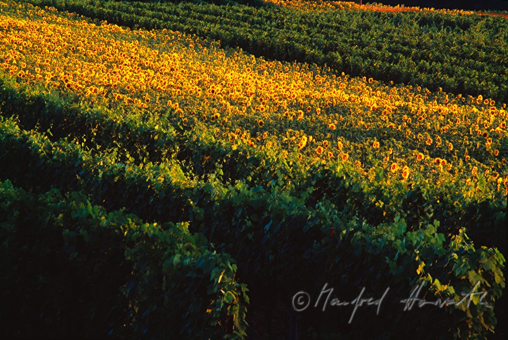 Sonnenblumen und Weingarten