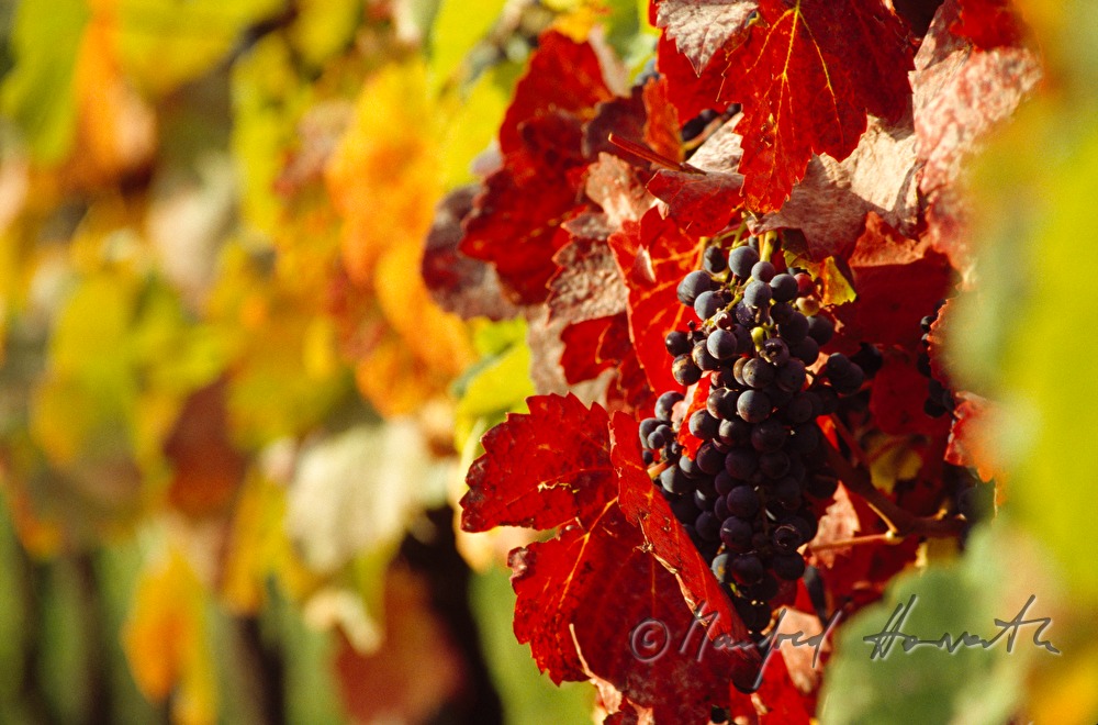 Blaue Trauben am Weinstock
