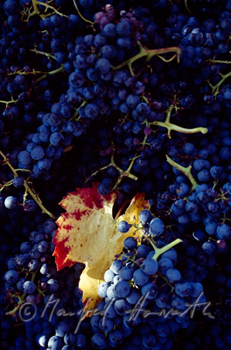 Blaue Trauben am Weinstock