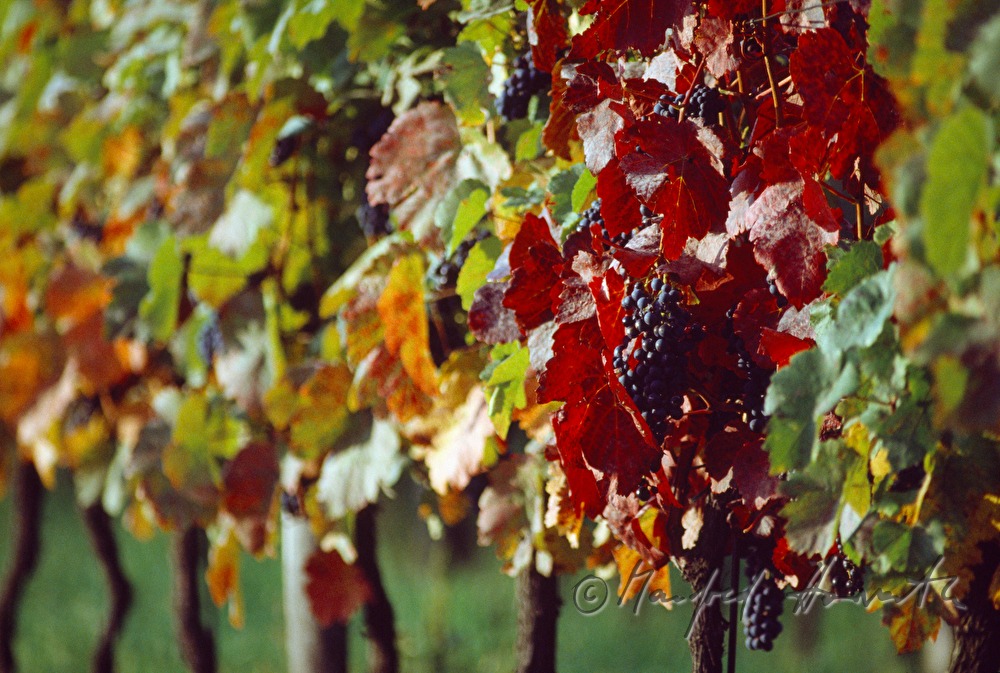 Blaue Trauben am Weinstock
