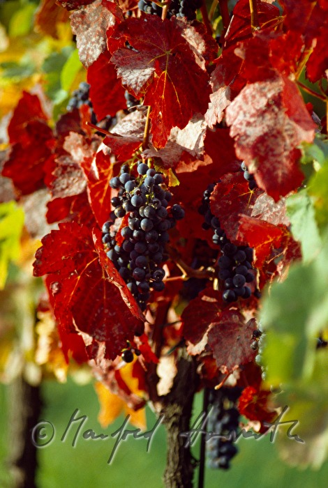 Blaue Trauben am Weinstock