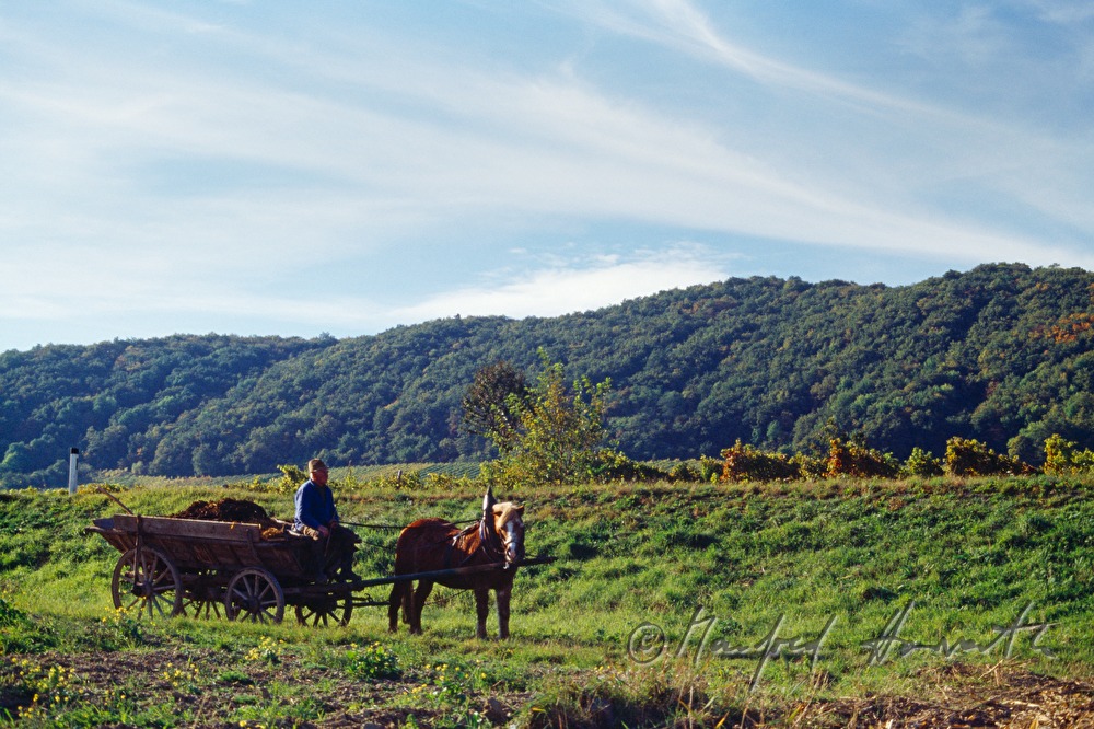 Weinbauer mit Leiterwagen im Weingarten