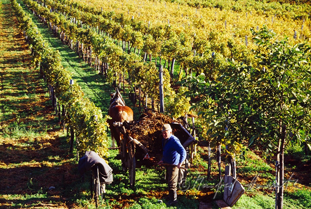 Weinbauer mit Leiterwagen im Weingarten