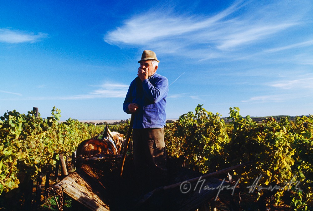 Weinbauer mit Leiterwagen im Weingarten