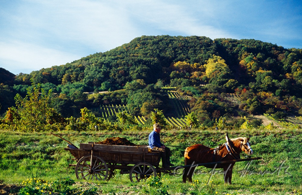 Weinbauer mit Leiterwagen im Weingarten