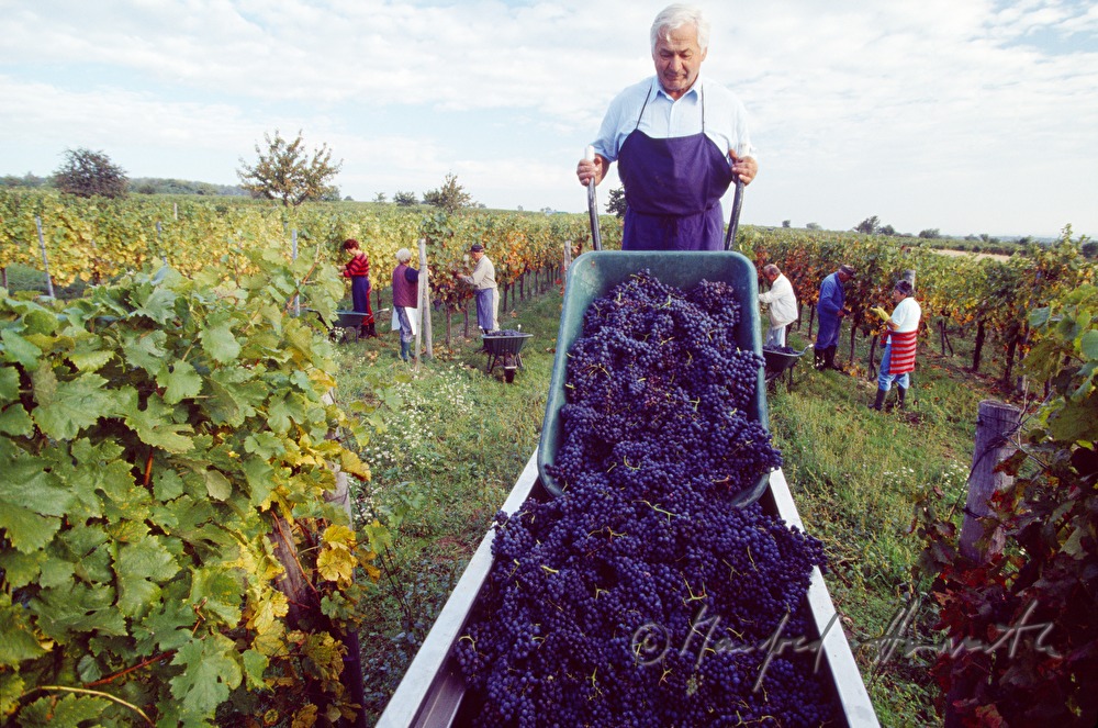 Weinlese - Arbeiter im Weingarten
