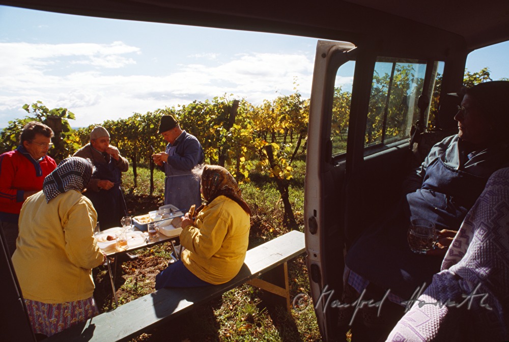 Weinlese - Arbeiter im Weingarten