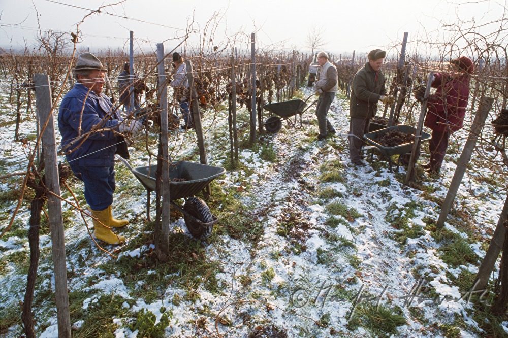 Eisweinlese bei -7 Grad Celsius