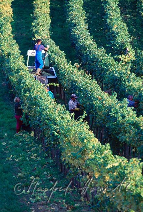 Weinlese - Traktor und Arbeiter im Weingarten