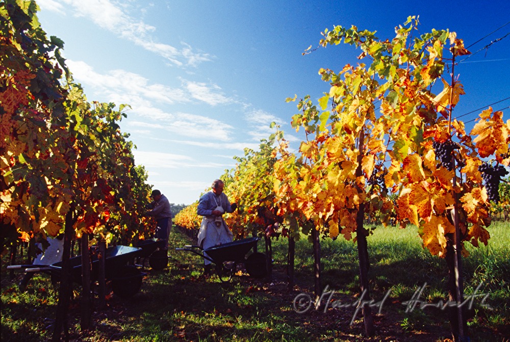 Weinlese - Arbeiter im Weingarten