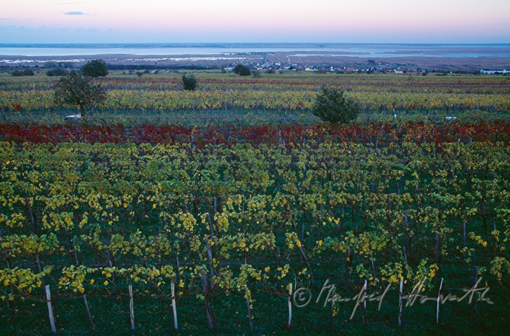 Weinberge am Rusterberg