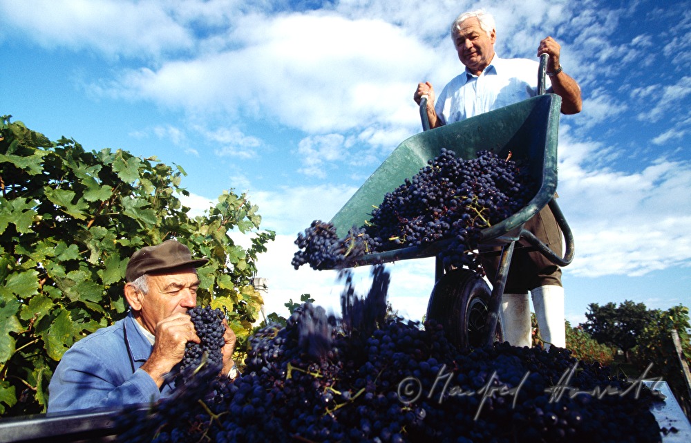 Weinlese - Arbeiter im Weingarten