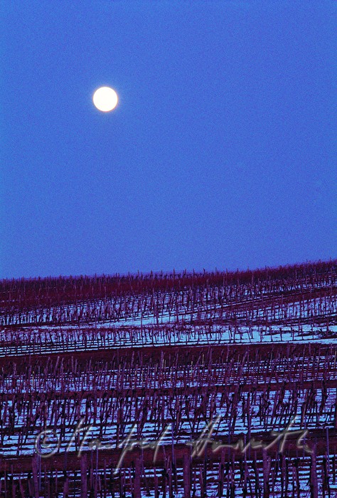 Vollmond über Weinberg bei Jois