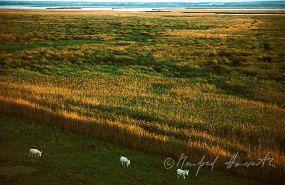 Weiße Esel und Schilfgürtel im Neusiedler See-Seewinkel National Park