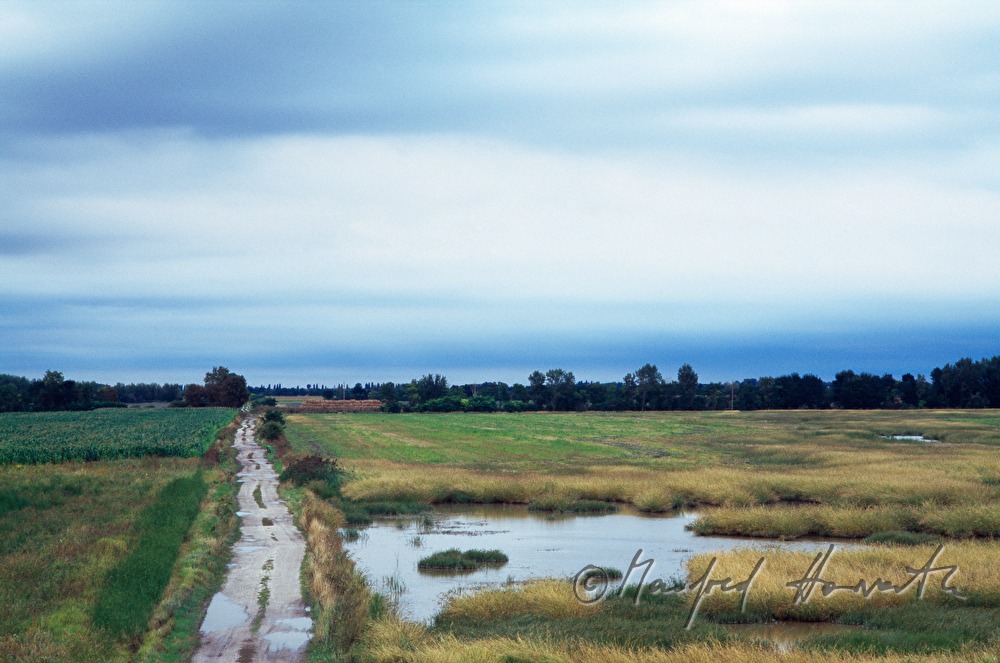 Feldweg, Wasserlacke und Schilf