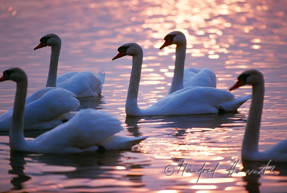Schwäne schwimmen im See