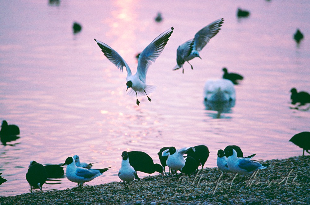 Lachmöwen am Ufer
