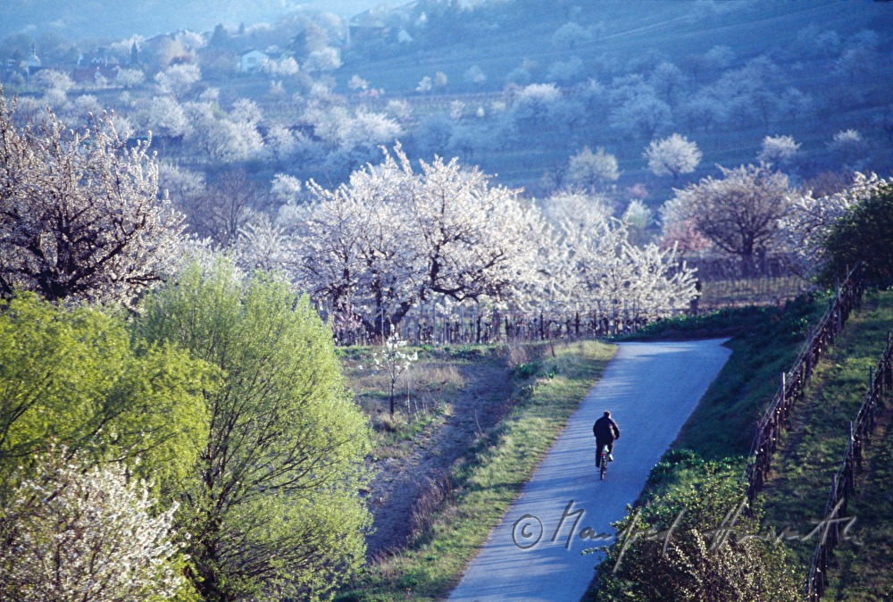 Radfahrer auf dem Kirschblütenweg