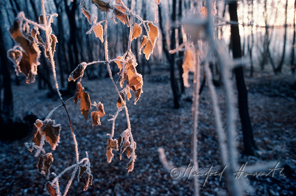 Rauhreif im Wald