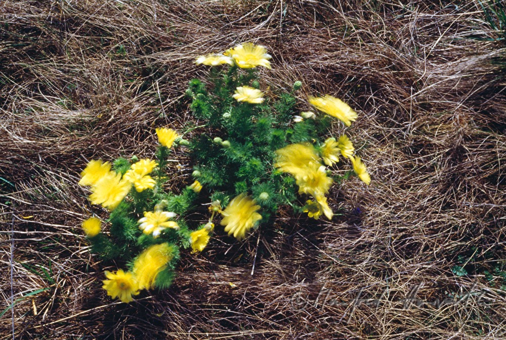 Adonisröschen (Adonis ramosa) im Naturschutzgebiet Thenau
