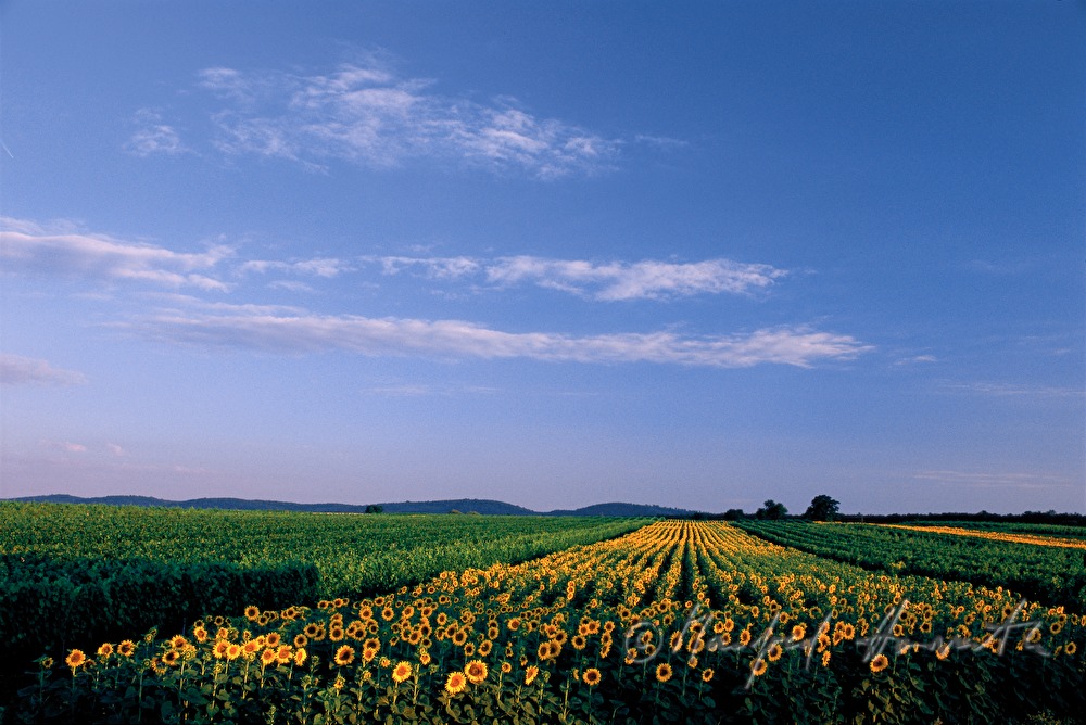 Sonnenblumenfeld zwischen Weinbergen