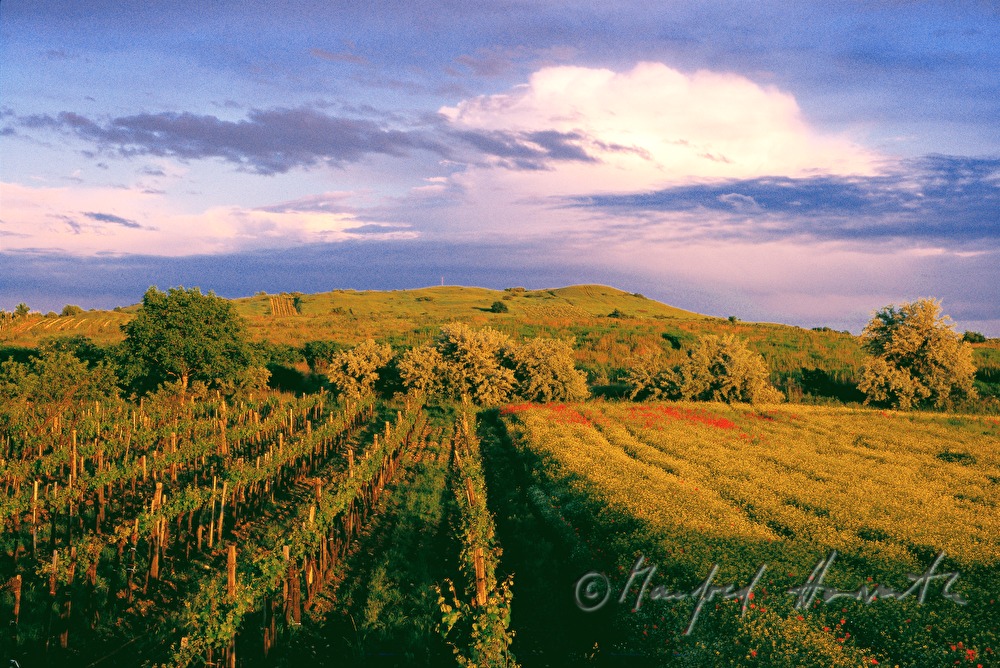 Weinberg bei Winden am See