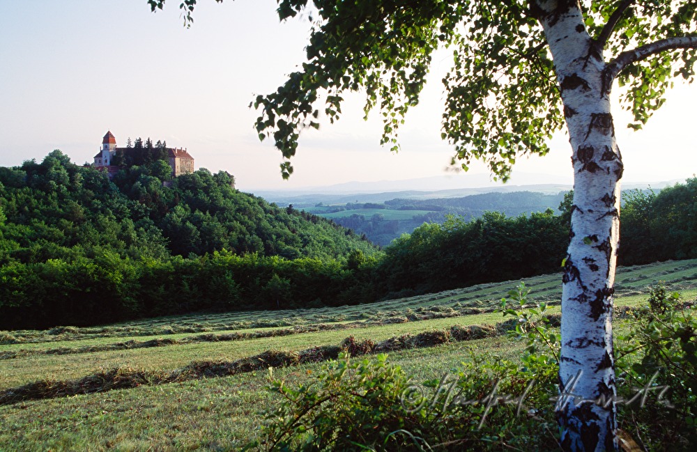 Burg, Birke und gemähte Wiese