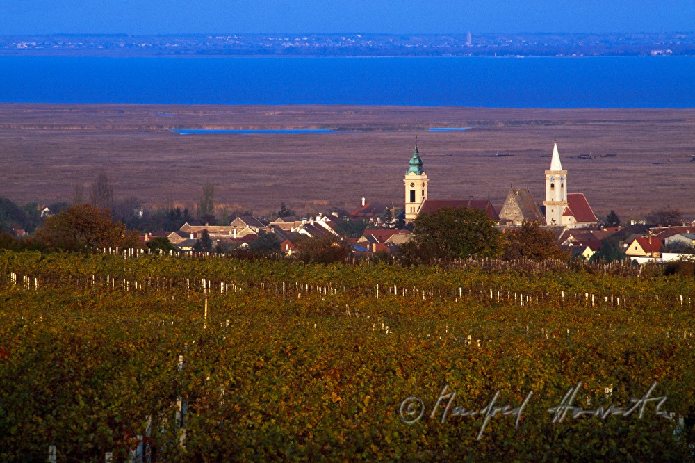 Weinberge und Neusiedlersee