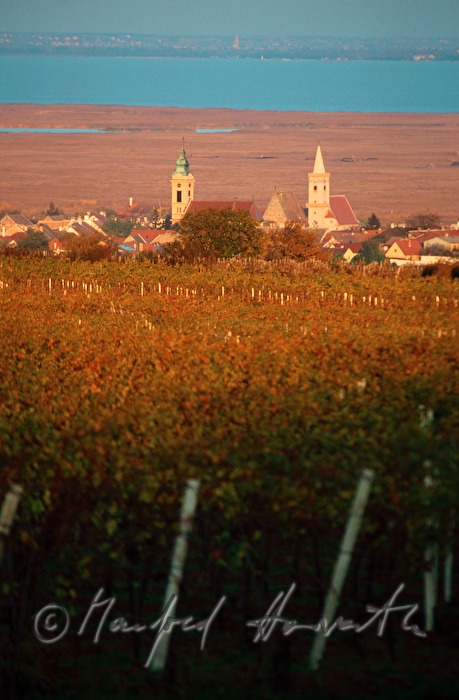 Weinberge und Neusiedlersee