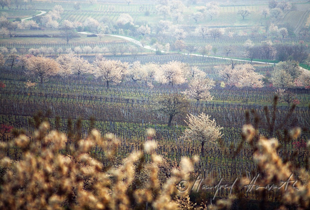 blühende Kirschbäume im Weingarten