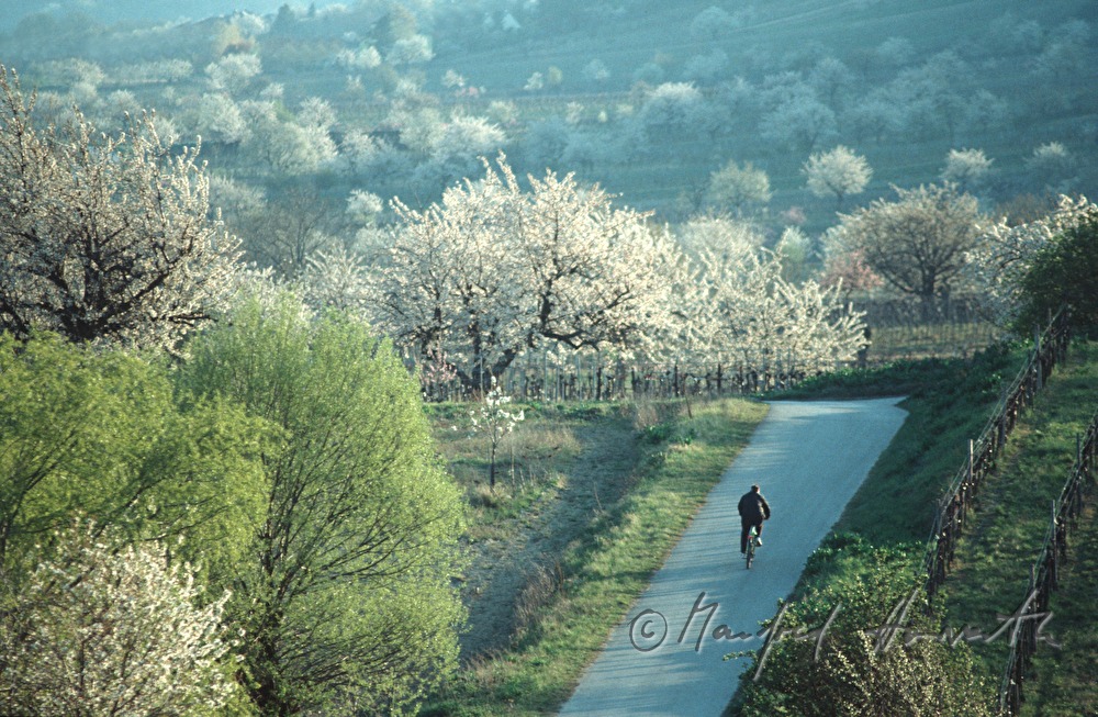 Radfahrer auf dem Kirschblütenweg